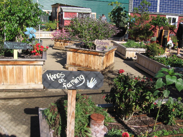 Hands on farming includes a children's garden and plants grown by nearby school KIPP Adelante Preparatory Academy--my neighbor on Cortez Hill.