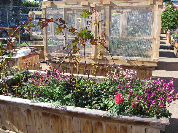 A pleasant day can be had tending a garden and learning about gardening in the middle of downtown San Diego!