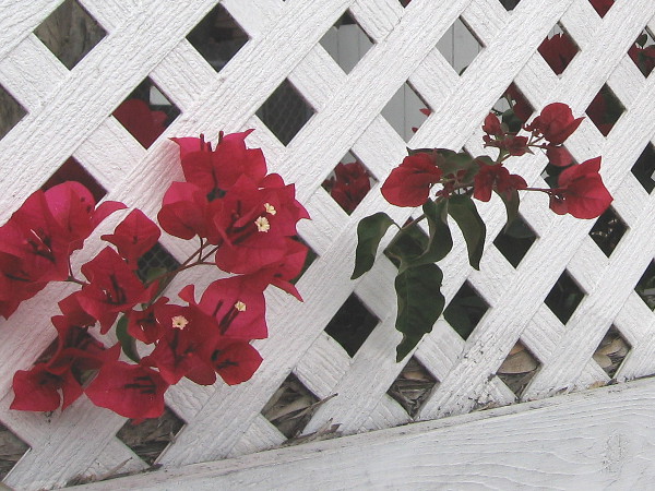 Red bougainvillea poke through a white lath fence in North Park.