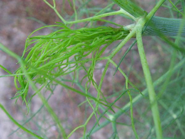 One tiny part of a vast, intricate, simply wonderful world.