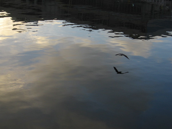 A gull glides over still water.