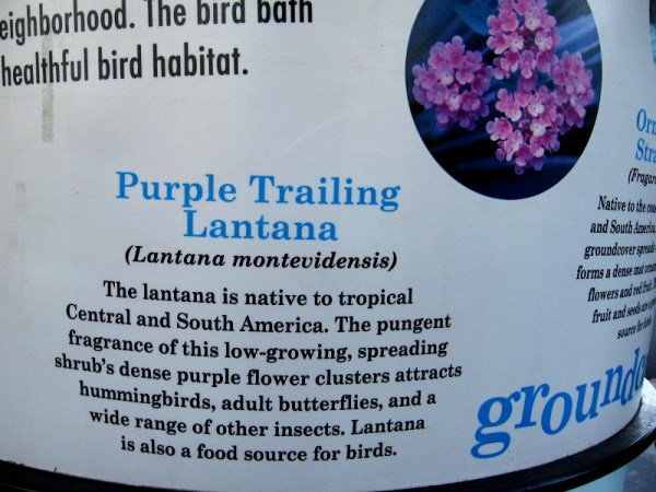 Purple Trailing Lantana (Lantana montevidensis) attracts hummingbirds, butterflies, and a wide range of feeding insects and birds.