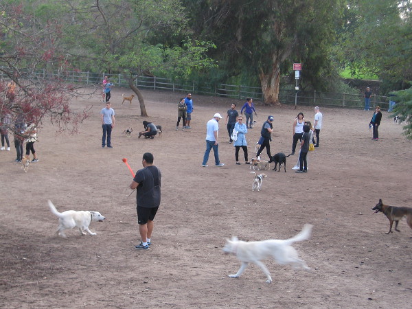 Dogs and people mingle, happy and free at Balboa Park's Nate's Point Dog Park.