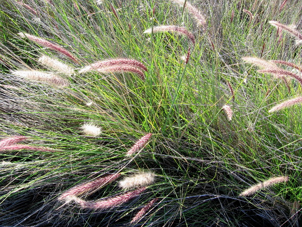 Delicate natural beauty seen during a hike in Mission Trails Regional Park.