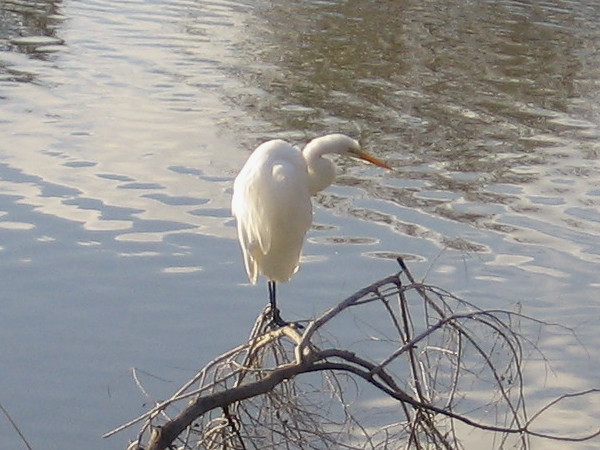 A pure white egret on a branch by the shining San Diego River.