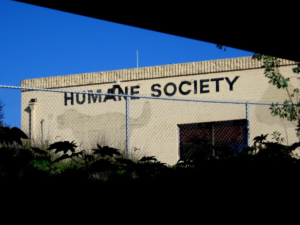 Underneath the trolley bridge over Friars Road. Images of animals used to be on the side of this building, Perhaps they were removed when the San Diego Humane Society moved to Gaines Street.