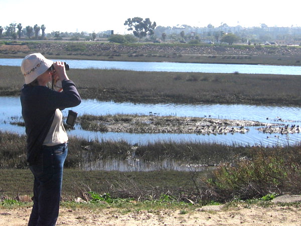 Birdwatching on north side of San Diego River, not far from Pacific Ocean.