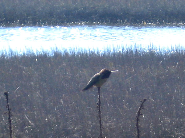Hummingbird takes a rest on a twig on a sunny winter afternoon.