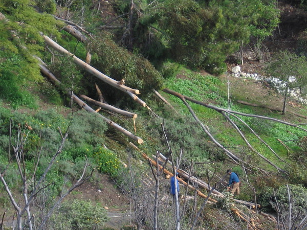 The strong storm yesterday knocked over a towering eucalyptus tree at the Japanese Friendship Garden canyon's edge. Guys with chainsaws cut it up.