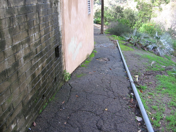 A seldom used path to the old cactus garden is lined with bright rain-loving moss.
