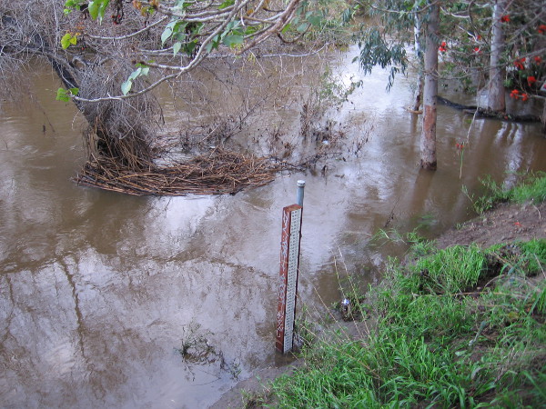 The swollen San Diego River after three winter storms in six days. A gauge beside the water shows the river has subsided to about the 8 foot mark, after reaching a high level--I believe--of around 11 feet.