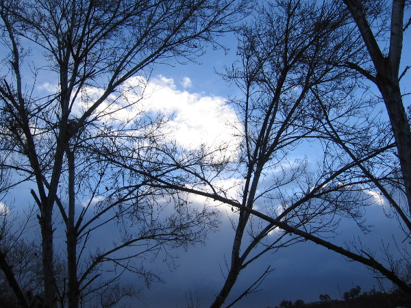 Morning sky and clouds through bare winter river trees.