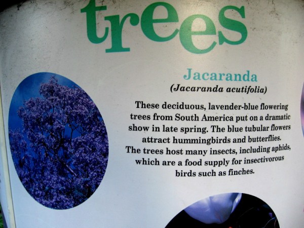 Jacaranda (Jacaranda acutifolia) is a flowering tree that attracts hummingbirds and butterflies. The trees host insects that are a food supply for insectivorous birds such as finches.