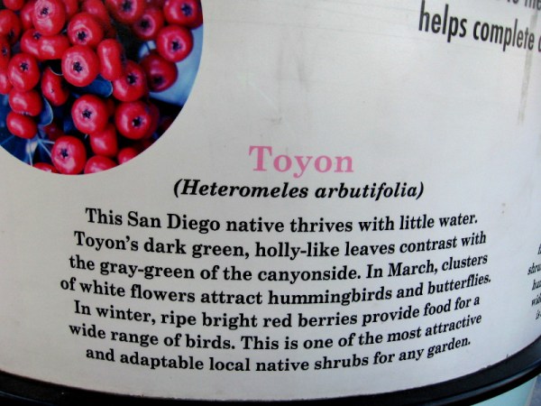 Toyon (Heteromeles arbutifolia) is a San Diego native. White flowers in March attract hummingbirds and butterflies. In winter, red berries are food for many different birds.