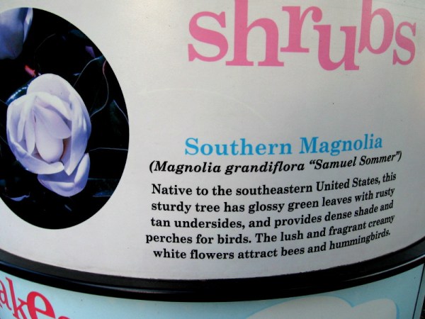 Southern Magnolia (Magnolia grandiflora "Samuel Sommer") provides shade and perches for birds. The fragrant white flowers attract bees and hummingbirds.