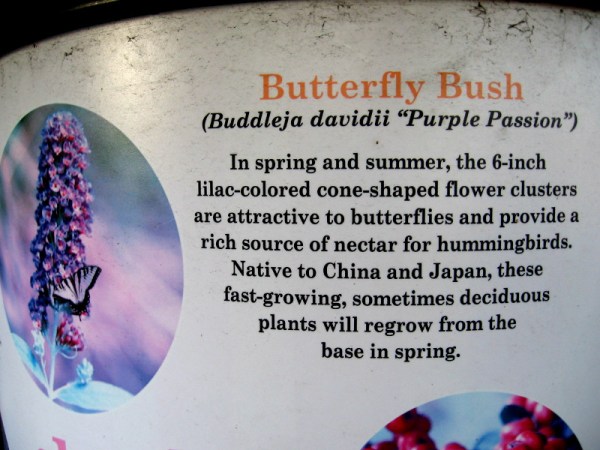 Butterfly Bush (Buddleja davidii "Purple Passion") has flowers that are a rich source of nectar, attracting hummingbirds and butterflies.