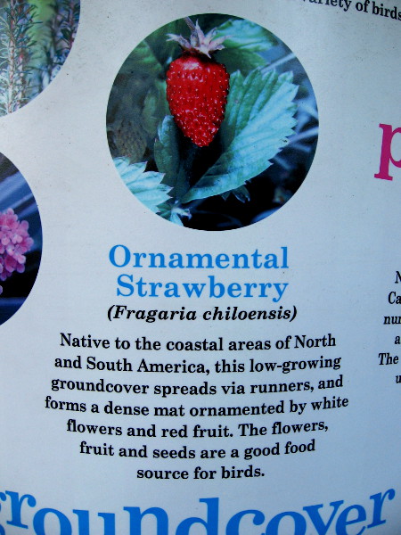 Ornamental Strawberry (Fragaria chiloensis) has flowers, fruit and seeds that make a good food source for many birds.