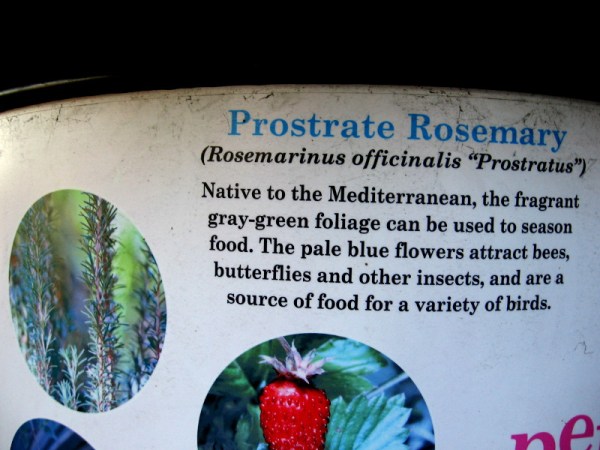 Prostrate Rosemary (Rosemarinus officinalis "Prostratus") is an herb that attracts bees, butterflies and insects that many birds eat.