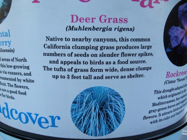 Deer Grass (Muhlenbergia rigens) is a native clumping grass abundant with seeds that birds eat. The high grass tufts also serve as shelter.