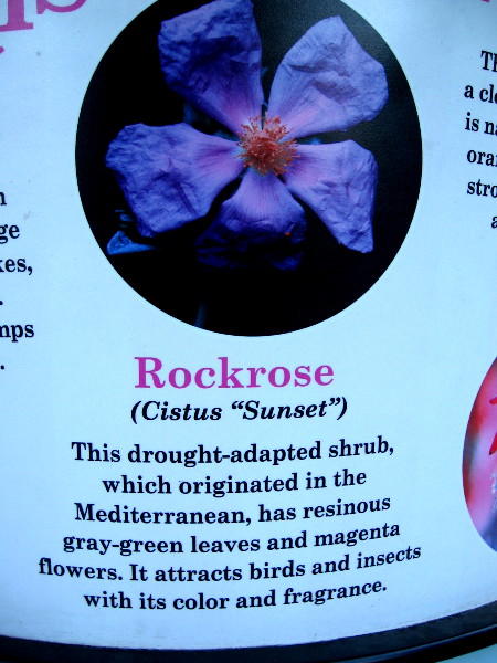 Rockrose (Cistus "Sunset") attracts birds and insects with its magenta color and fragrance.