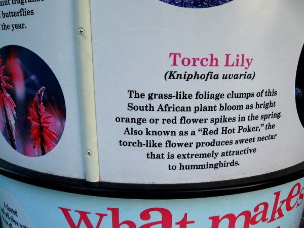 Torch Lily (Kniphofia uvaria) also known as Red Hot Poker, produces sweet nectar that hummingbirds love.