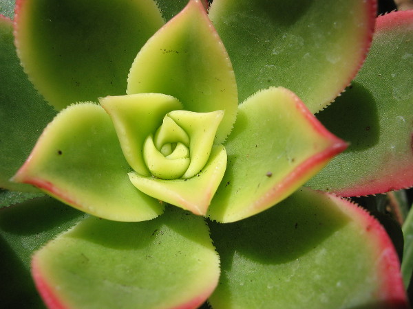 A shapely succulent in Balboa Park. Nature produces another marvel.