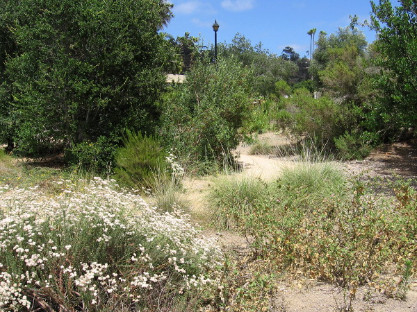 Dirt paths meander through the small Native Garden at the northwest corner of Old Town San Diego State Historic Park.