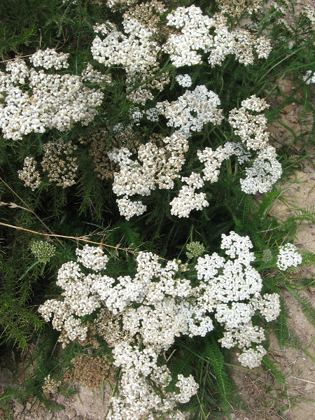 Yarrow was used by the Kumeyaay as a treatment for various medical conditions, including burns, inflammation, and pain from toothache, headache and arthritis.