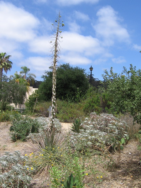 Tall stalk of a yucca that already flowered still juts into the sky in Old Town San Diego.