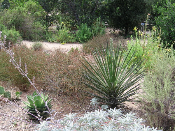 A variety of native plants found naturally in coastal San Diego's semi-arid climate.