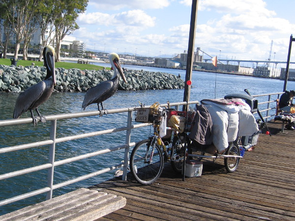 Two pelicans hanging out at the pier. A good day to kick back and fish.
