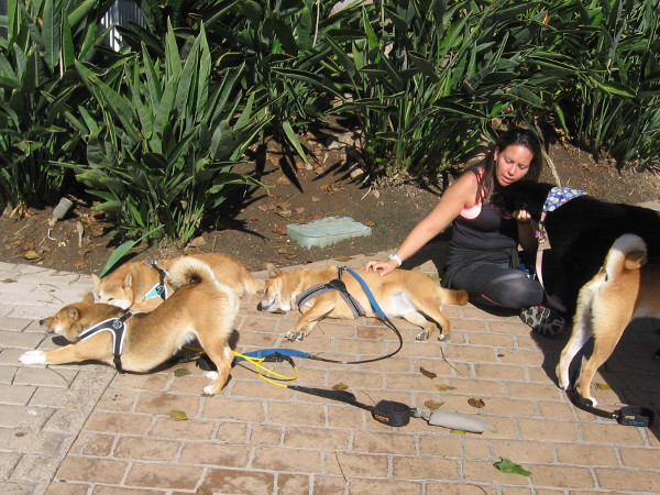Dogs relax with a human near Seaport Village.