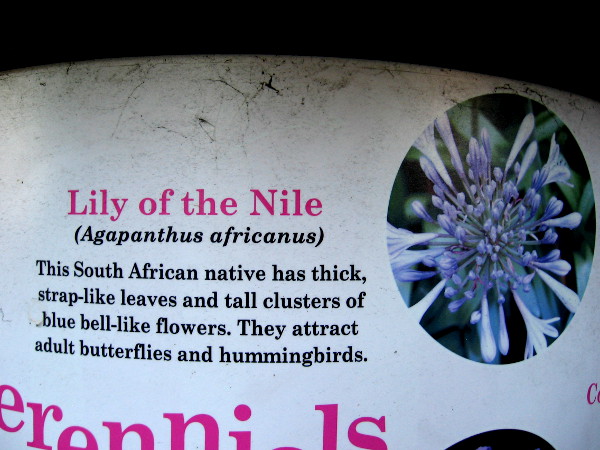 Lily of the Nile (Agapanthus africanus) is a popular perennial that attracts both butterflies and hummingbirds.