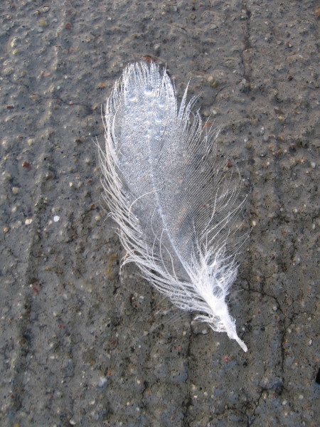 An exquisitely beautiful seagull feather on the wet concrete at my feet.