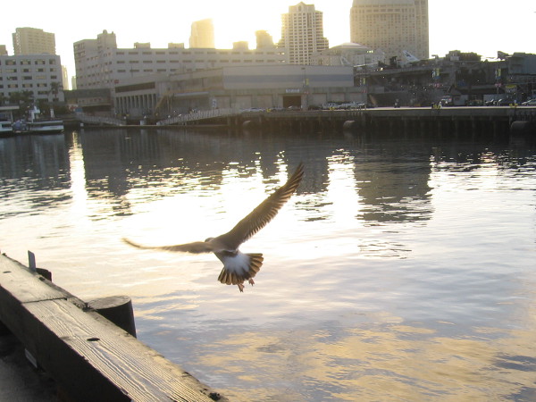 A dreamlike vision one morning at San Diego's magical Broadway Pier.