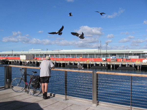 Curious gulls analyze a bicyclist at the Embarcadero's new observation deck, just north of the Broadway Pier. Life is full of surprises.