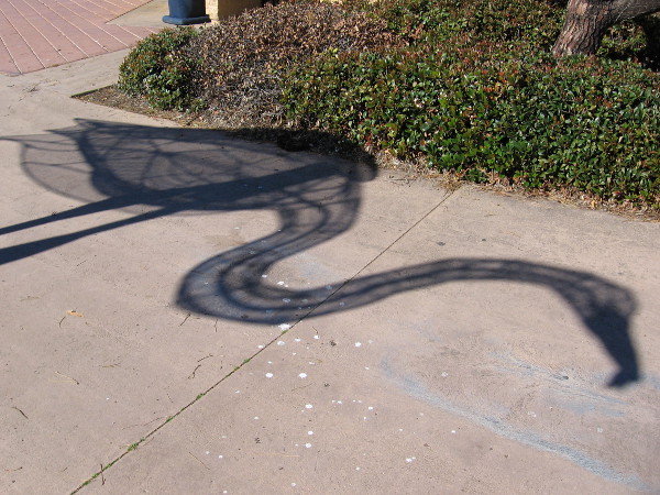 Dark shadow of what appears to be a gigantic egret on a walkway in Bayside Park.