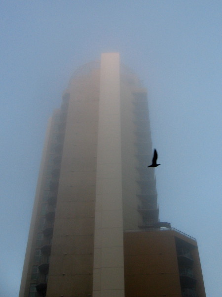 A bird flies past Cortez Blu, which rises into a foggy downtown San Diego sky.