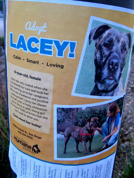 Adopt Lacey! She is a calm, loving girl who is smart and loving.