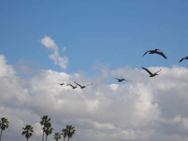 A line of pelicans flies overhead.