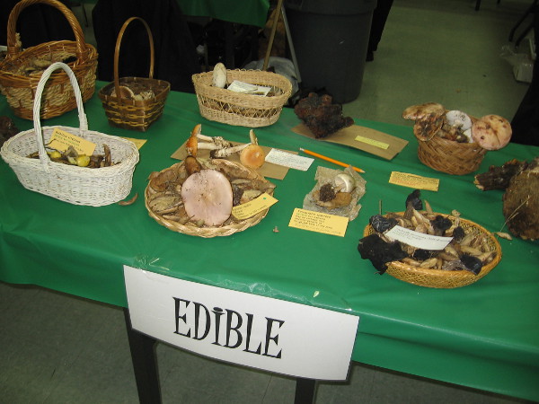 These mushrooms are all edible. Some are said to taste better than others.