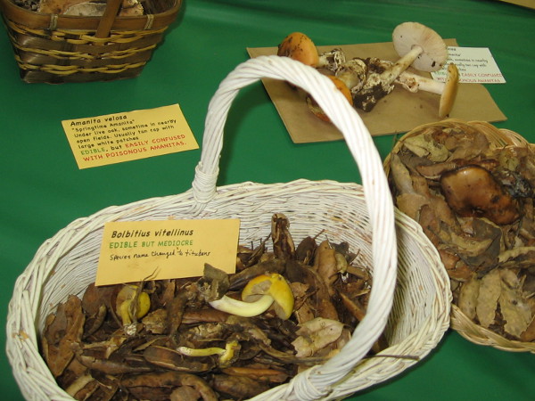 A basket full of Bolbitius vitellinus. Labelled edible but mediocre. According to Wikipedia, it's inedible. I'm no expert.