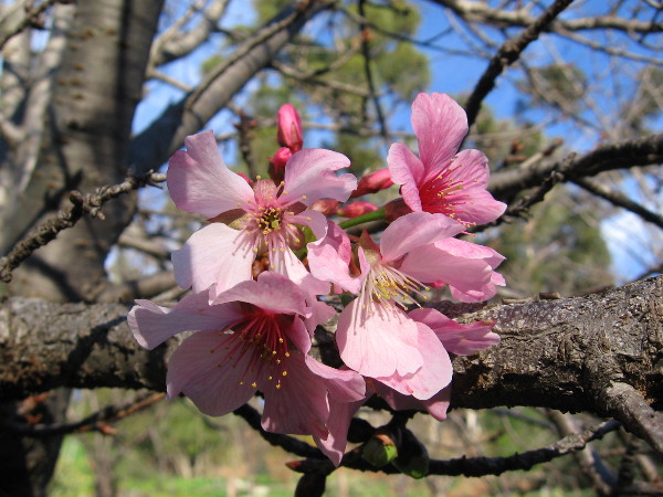Early cherry blossoms appear in Balboa Park.