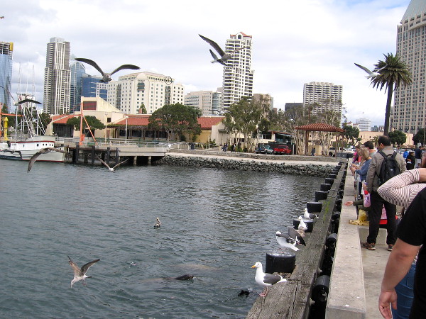 Birds and sea lions await handouts of leftover fish parts. Early Saturday afternoon, and the Tuna Harbor Dockside Market is wrapping up.