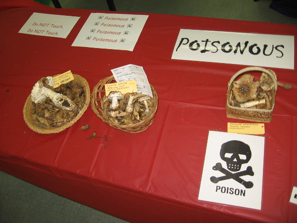 Okay, these are definitely poisonous! Children were advised not to touch. I steered well clear!