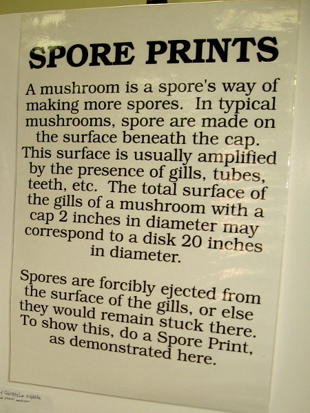 Check out this fascinating poster and the following photo. Spore prints show how spores are ejected from the mushroom gills.