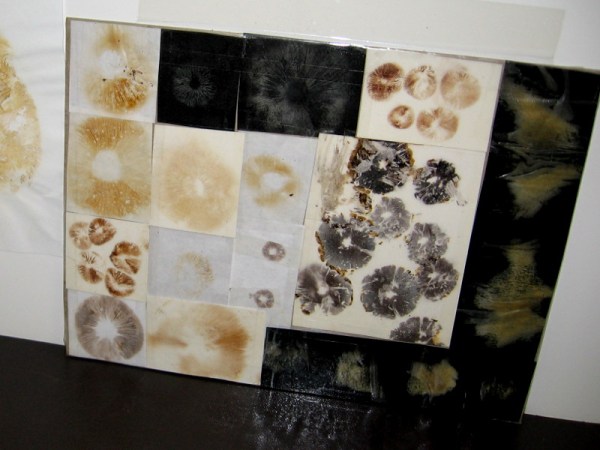 These spore prints strangely remind me of human thumbprints.