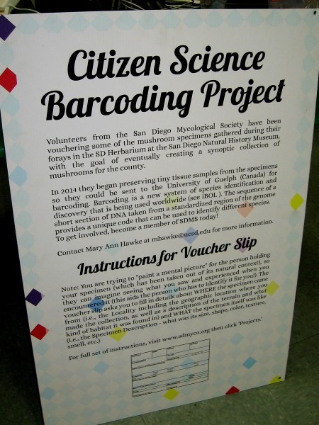 Volunteers from the San Diego Mycological Society are collecting mushroom specimens found throughout the county. Tiny tissue samples will be barcoded for species identification.