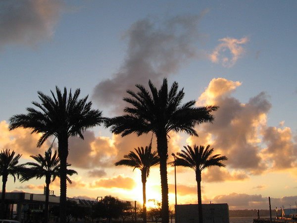 A blazing orange and yellow sunset behind palm trees on San Diego's Embarcadero.