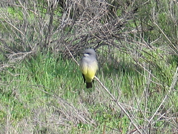 I tried to identify this small bird, using my California Birds pocket guide, but I couldn't decide. If you know, leave a comment!